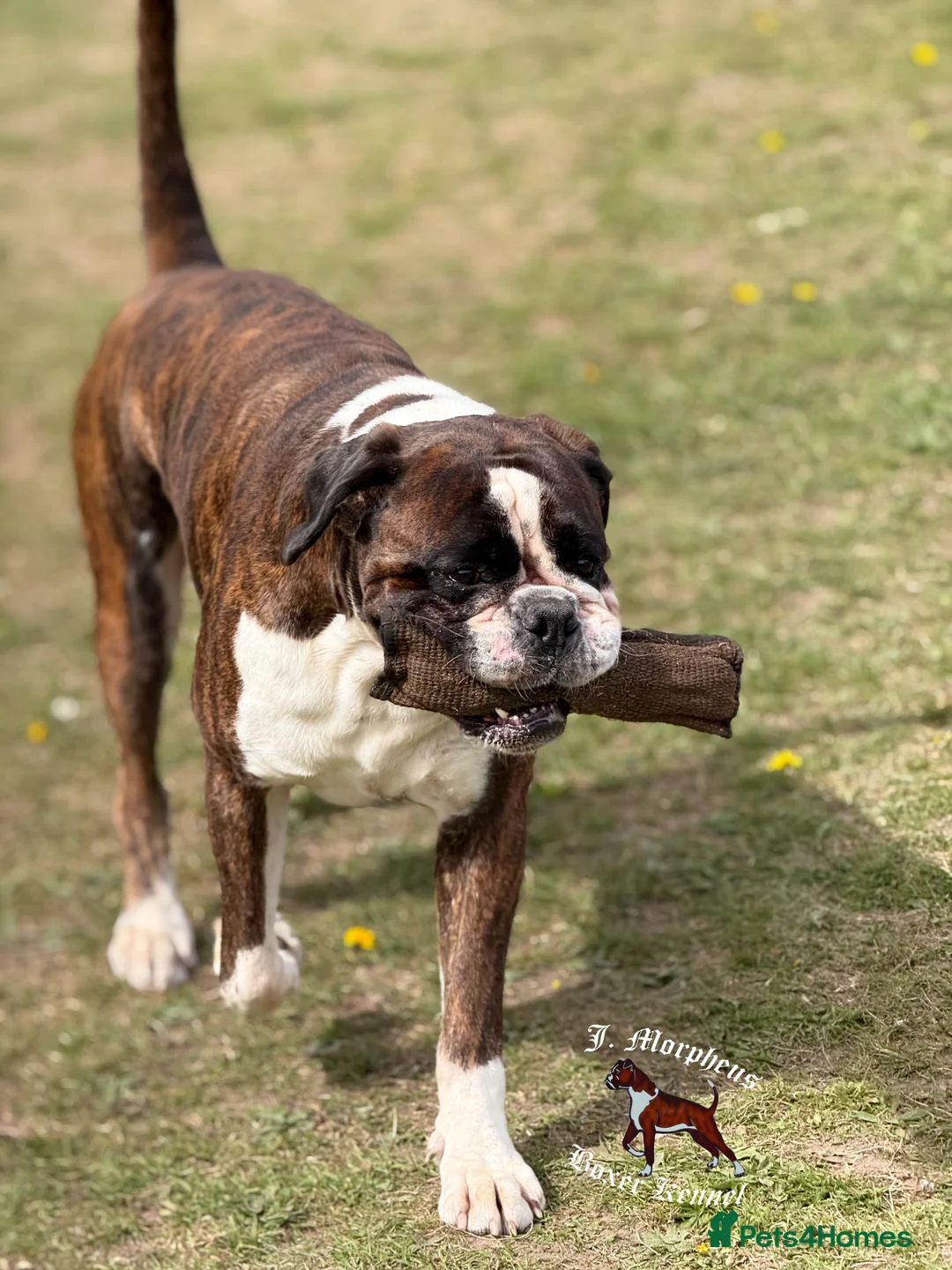 Boxer dogs for stud: 100% pure German Boxers in Norwich - Advert 9