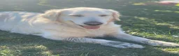 Golden Retriever dogs for sale: Puppies in Crawley - Advert 11