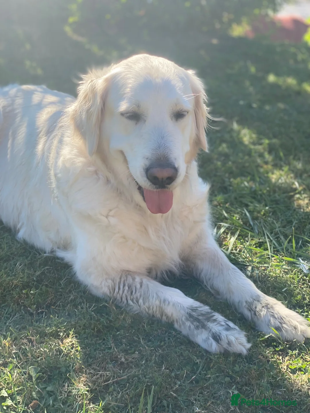 Golden Retriever dogs for sale: Puppies in Crawley - Advert 11