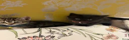 Ragamese cats for sale: Ragameze  - Advert 7