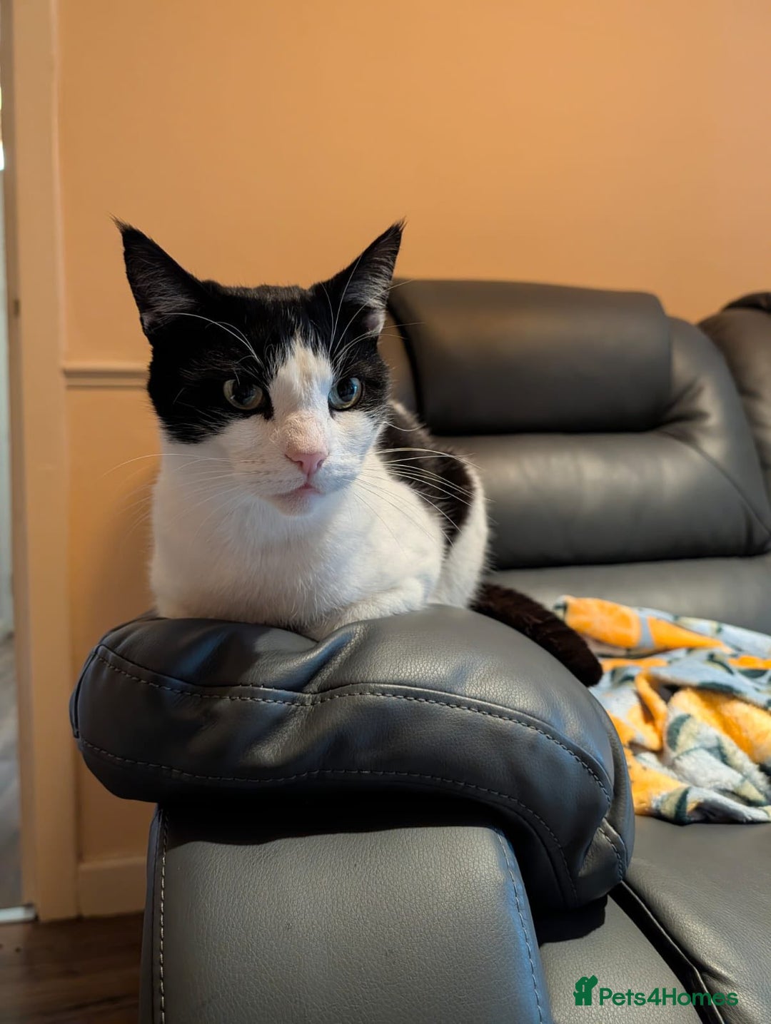 Domestic Shorthair cats for adoption: Buddy  - Advert 3