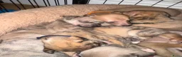 Whippet dogs for sale: Exceptional litter of KC registered whippets - Advert 19