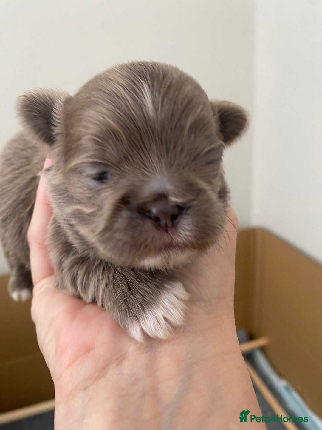 Shih Tzu dogs for sale: BLUE CARRING CHOC/LILAC IMPERIAL BOYS - Image 2