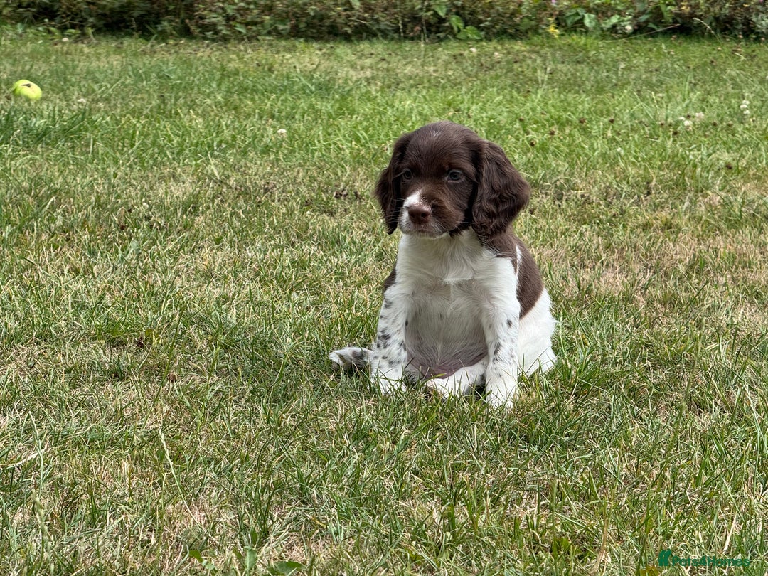 English Springer Spaniel dogs for sale: Lovely Well Bred KC English Springer Spaniels - Image 5