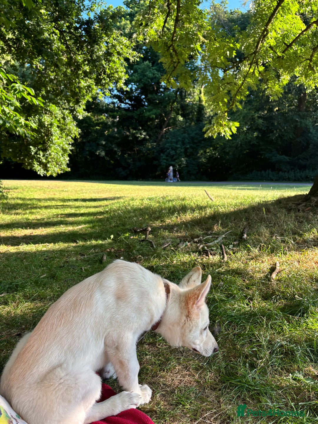 German Shepherd dogs for sale: 6 month old White Male GSD  - Image 8