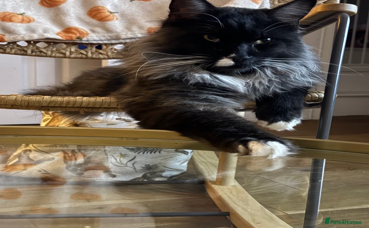 Maine Coon cats - Advert 1