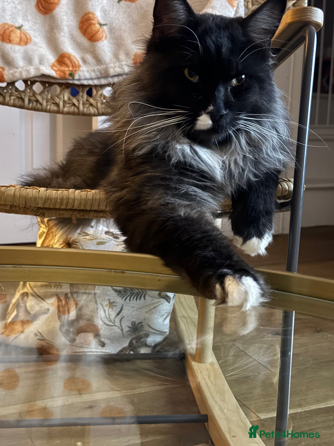 Maine Coon cats for sale: 2 year old gentle Maine Coon male - Image 1