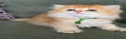 British Shorthair cats for sale: Unique British shorthair golden kittens  - Advert 8