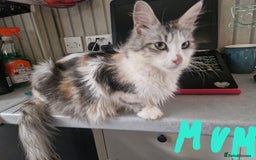 Mixed Breed cats for sale: Mix Mainecoon kittens - Image 13