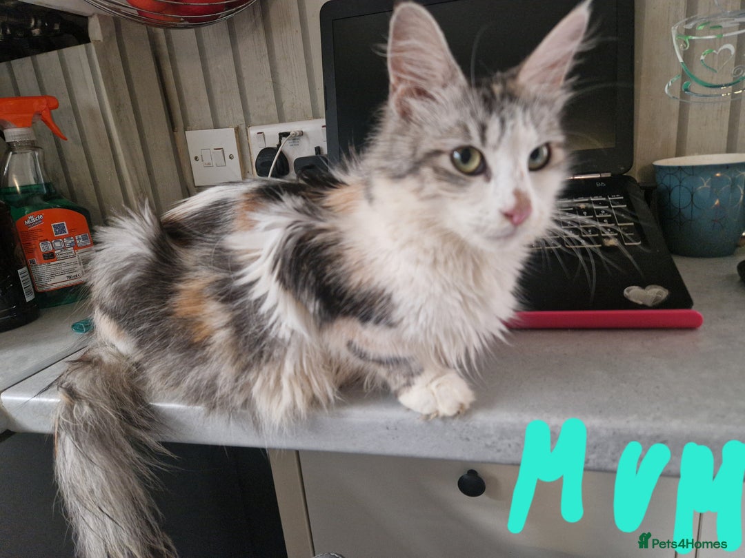 Mixed Breed cats for sale: Mix Mainecoon kittens - Image 13
