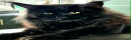 Maine Coon cats for sale: Maine Coon kittens, 2 girls , 1 boy  - Advert 9