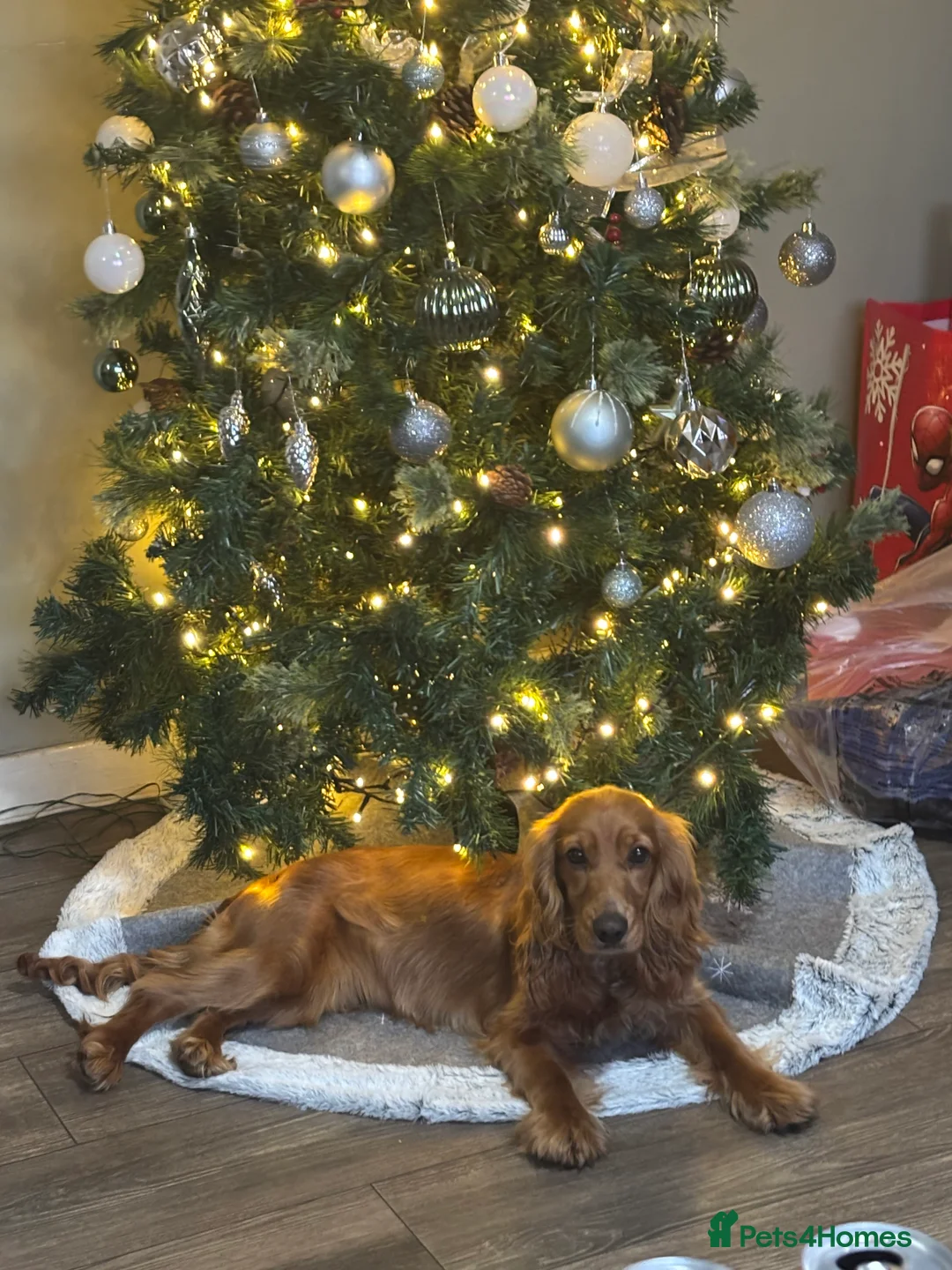 Cocker Spaniel dogs for sale: Beautiful baby girl needs re-homing  - Advert 2