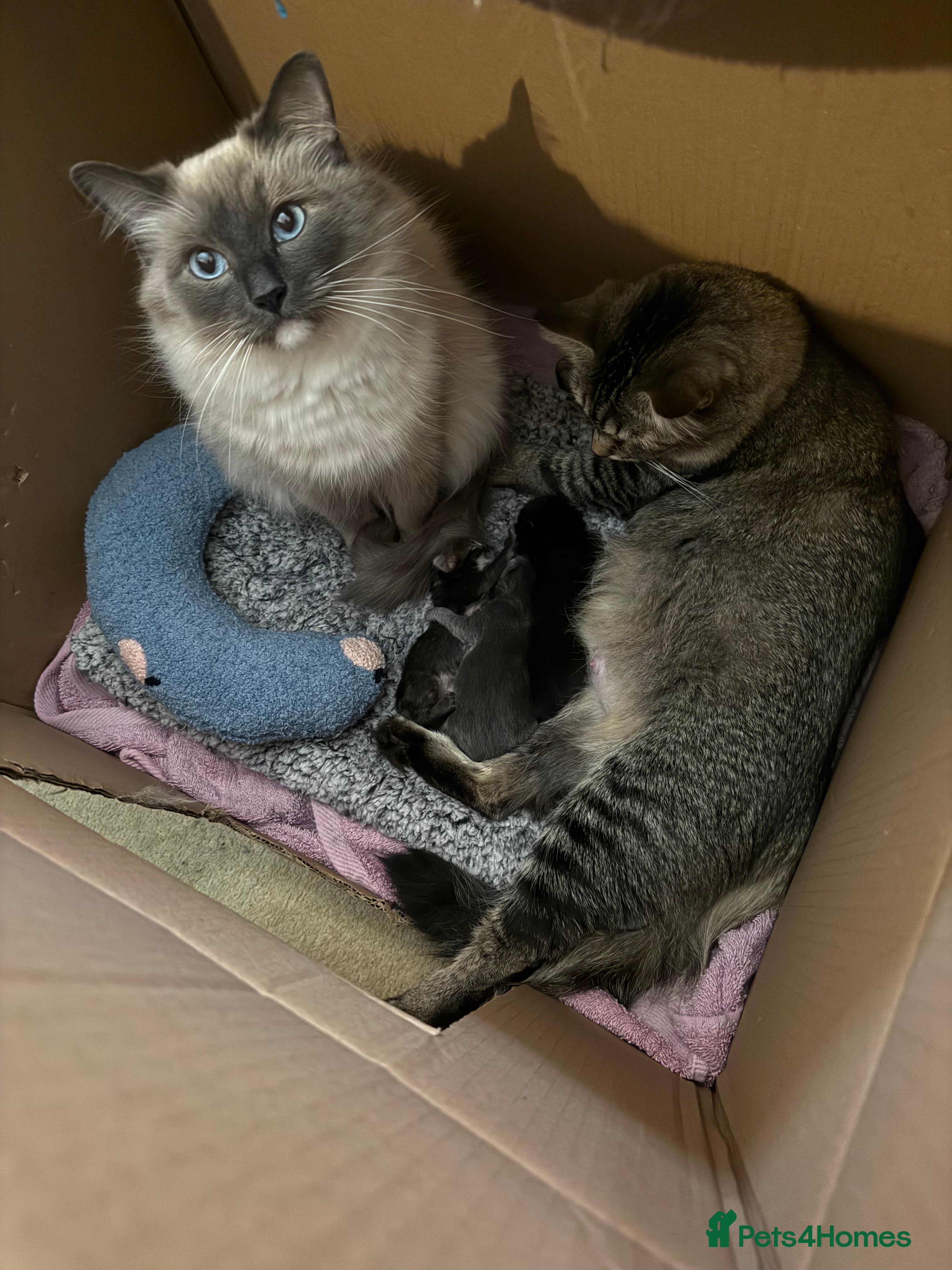 Mixed Breed cats Ragdoll cross kittens - Advert 1