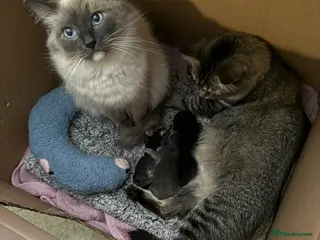 Mixed Breed cats Ragdoll cross kittens - Advert 1