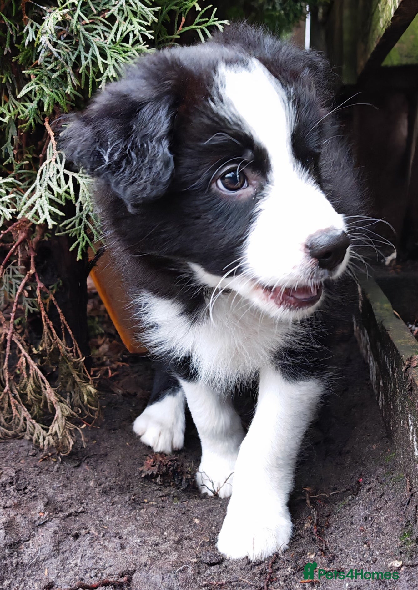 Border Collie dogs KC registered border collie boy - Advert 7