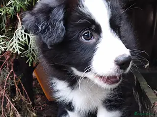 Border Collie dogs KC registered border collie boy - Advert 3