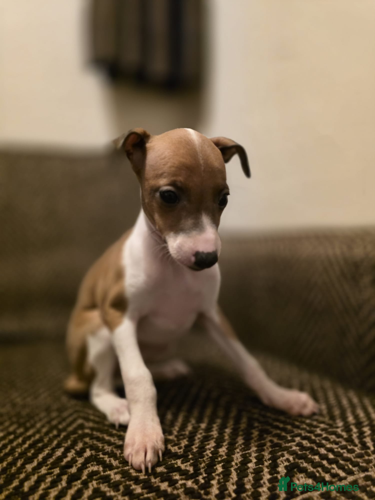 Italian Greyhound dogs Beautiful Italian Greyhound Puppies KC Registered - Advert 1
