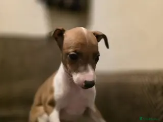 Italian Greyhound dogs Beautiful Italian Greyhound Puppies KC Registered - Advert 1