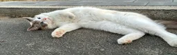 Ragdoll cats for sale: Ragdoll - Advert 1