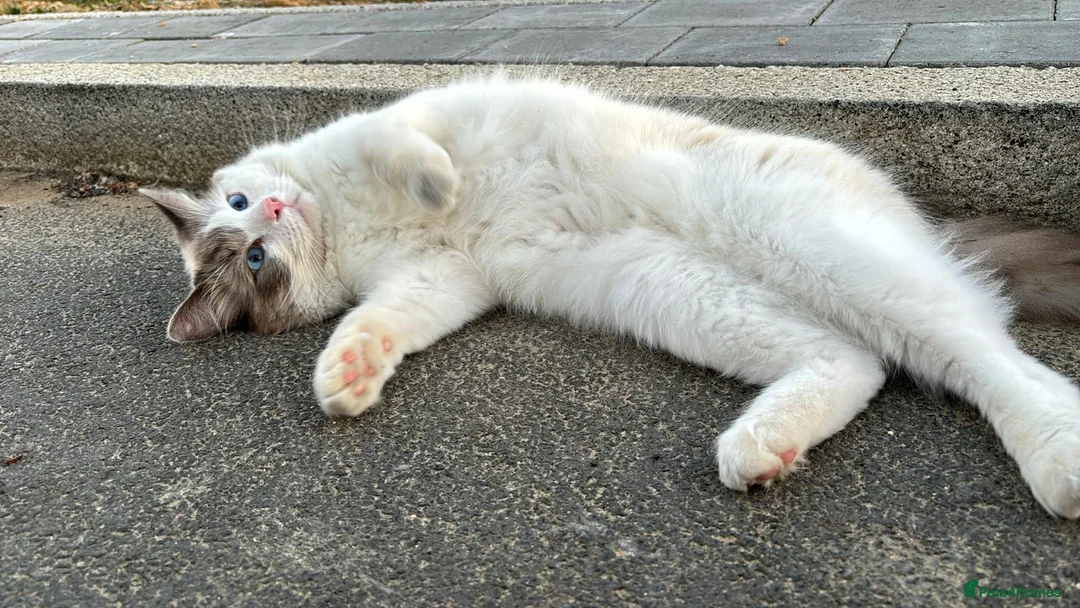 Ragdoll cats for sale: Ragdoll - Advert 1