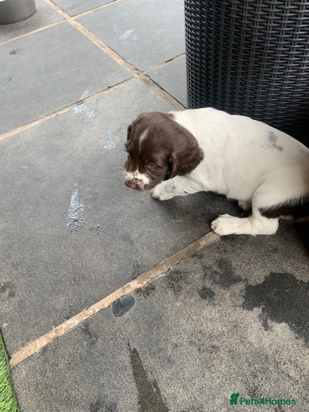 English Springer Spaniel dogs for sale: Springer pups - Image 11