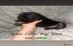 French Bulldog dogs for sale: Visual Fluffy French Bulldog - Image 3