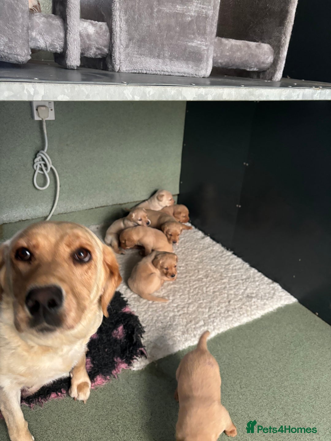 Labrador Retriever dogs for sale: Labrador Puppies  - Image 6
