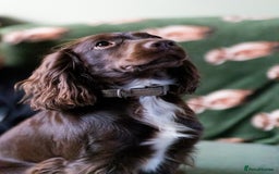 Cockapoo dogs for sale: UNIQUE SABLE BOY READY TO GO ✨ - Image 5