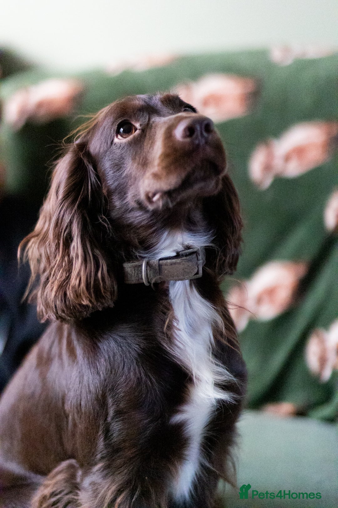Cockapoo dogs for sale: UNIQUE SABLE BOY READY TO GO ✨ - Image 5