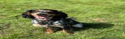 Cocker Spaniel dogs for stud: Blue roan and tan cocker spaniel for stud in Huntingdon - Advert 3
