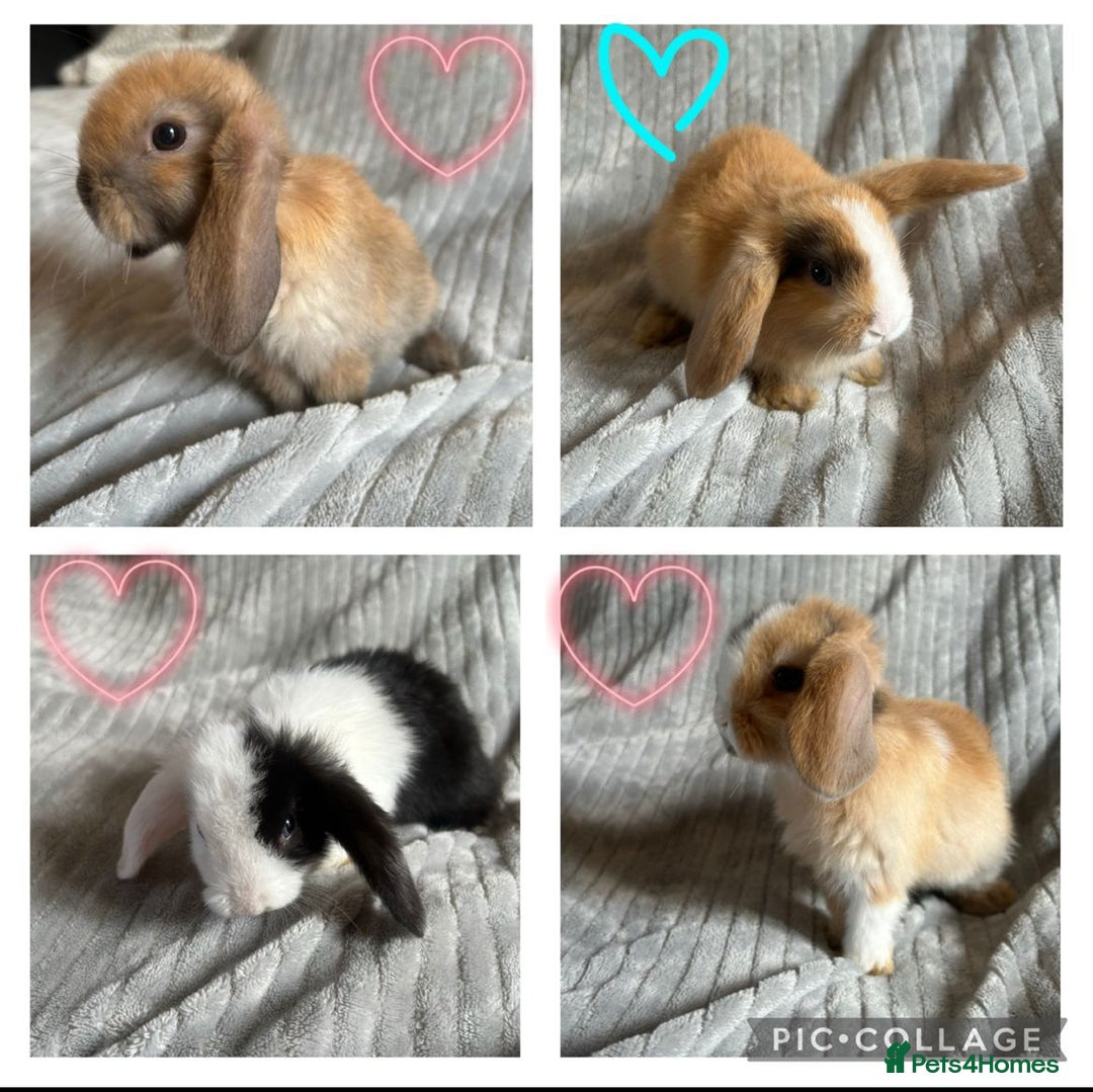 Mini Lop rabbits for sale: Mini Lop Bunnies - Image 2
