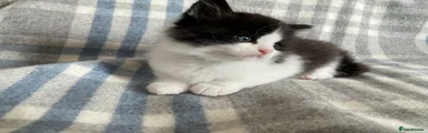 Persian 2 ( Blue collar ) 