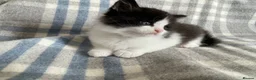 Persian cats for sale: Persian Dollface x BSH in Beaworthy - Advert 3