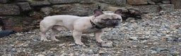 French Bulldog dogs for stud: Pedigree French Bulldog - for stud - Advert 7