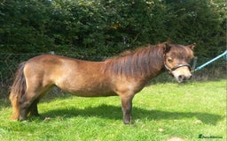 Shetland pony horses for sale: Registered miniature Shetland yearling filly  - Image 1