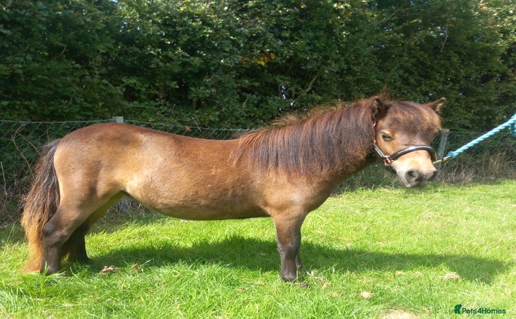 Shetland pony horses - Advert 1