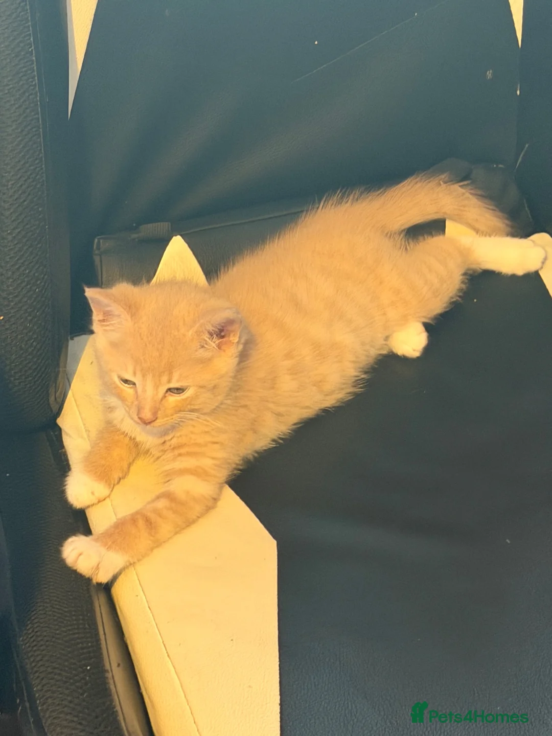 Mixed Breed cats for sale: 1 kitten for sale  - Advert 2