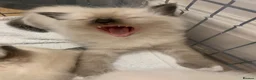 Ragdoll cats for sale: 🐾 Six Adorable Purebred Ragdoll Kittens 🐾 - Advert 17