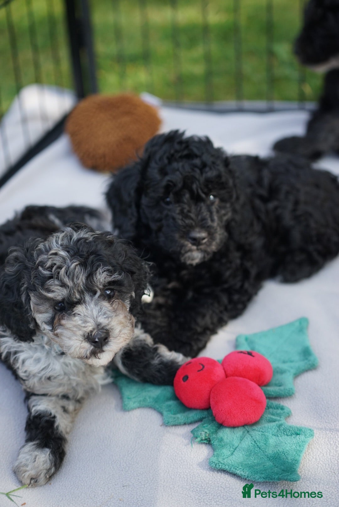 Cavapoo dogs Beautiful Merle & Black Cavapoo Puppies - Advert 5