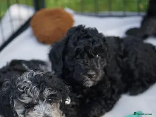 Cavapoo dogs Beautiful Merle & Black Cavapoo Puppies - Advert 5
