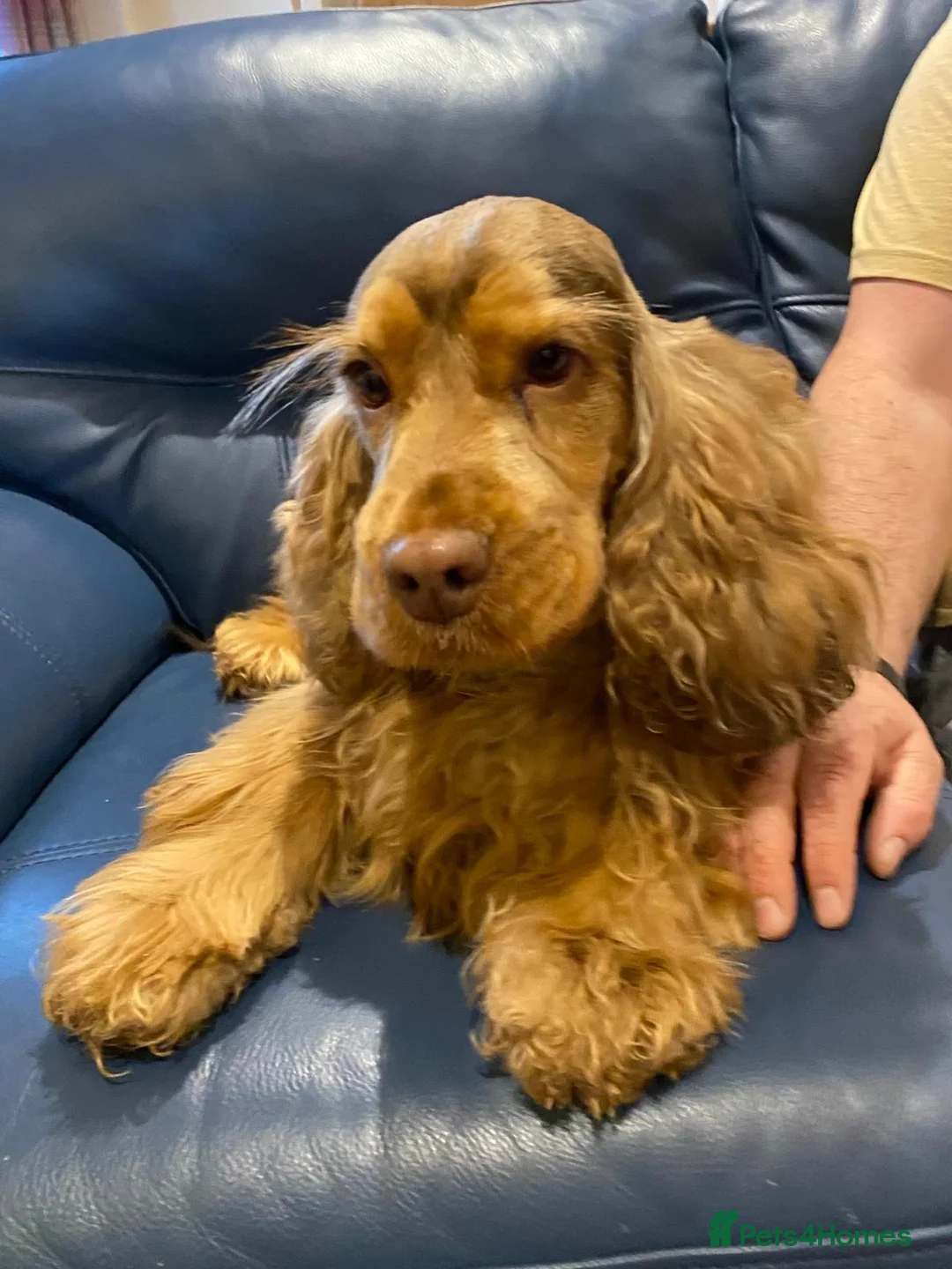 Cocker Spaniel dogs for sale: Cocker Spaniel Show Type Pups KC registered  - Advert 5