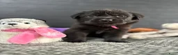 Mixed Breed dogs for sale: 🐾 GORGEOUS LABRADOR ×PRESA CANARIO PUPPIES 🐾 - Advert 10