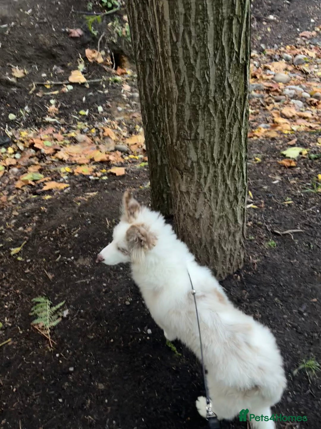 Border Collie dogs for sale: 5 months lovely border collie looking for home - Advert 7