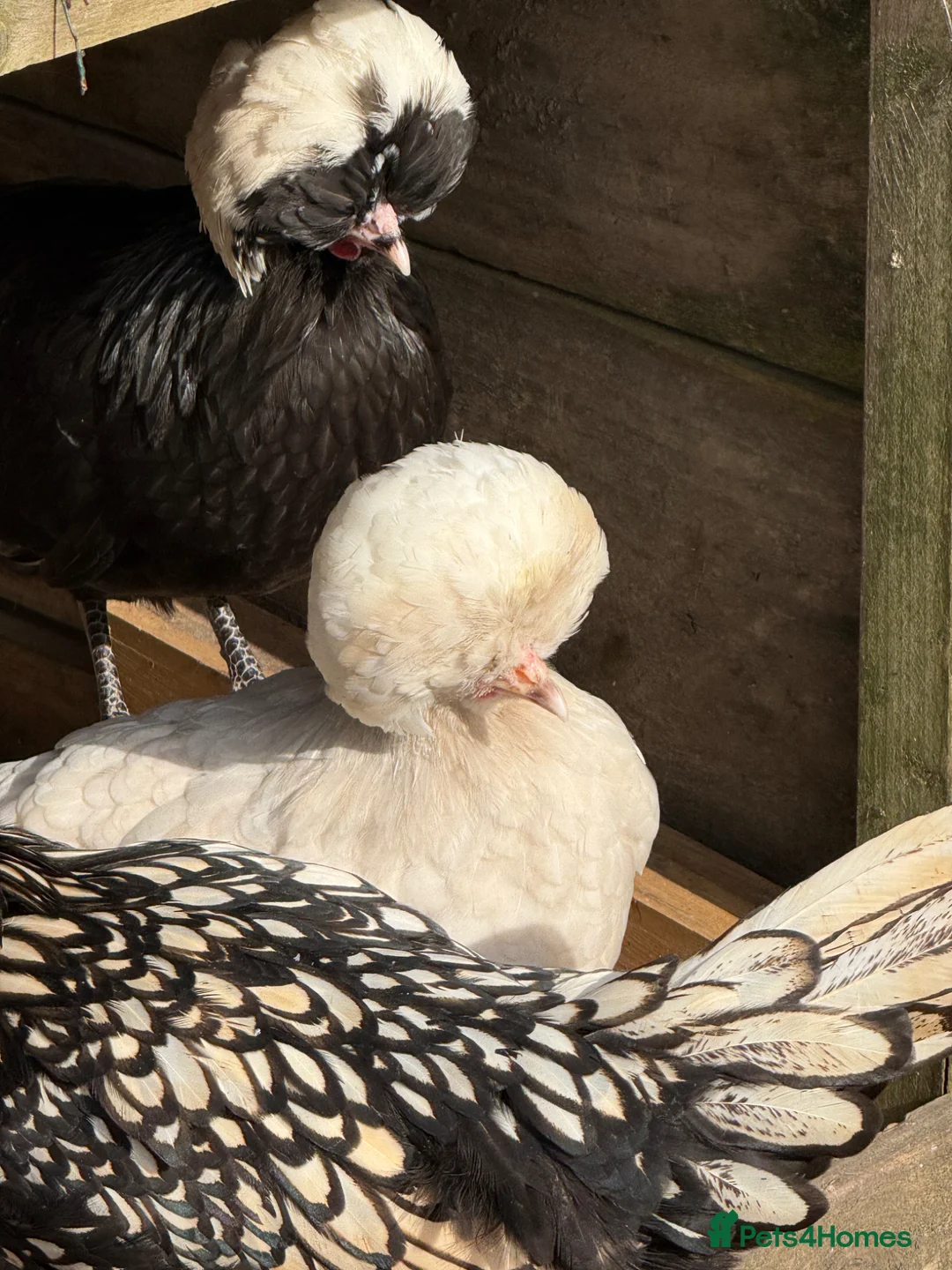 Hens poultry for sale: POL Polish Bantams Hens in Langport - Advert 7