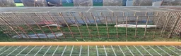 Mixed Breed rabbits for sale: Baby guinea pigs  - Advert 2