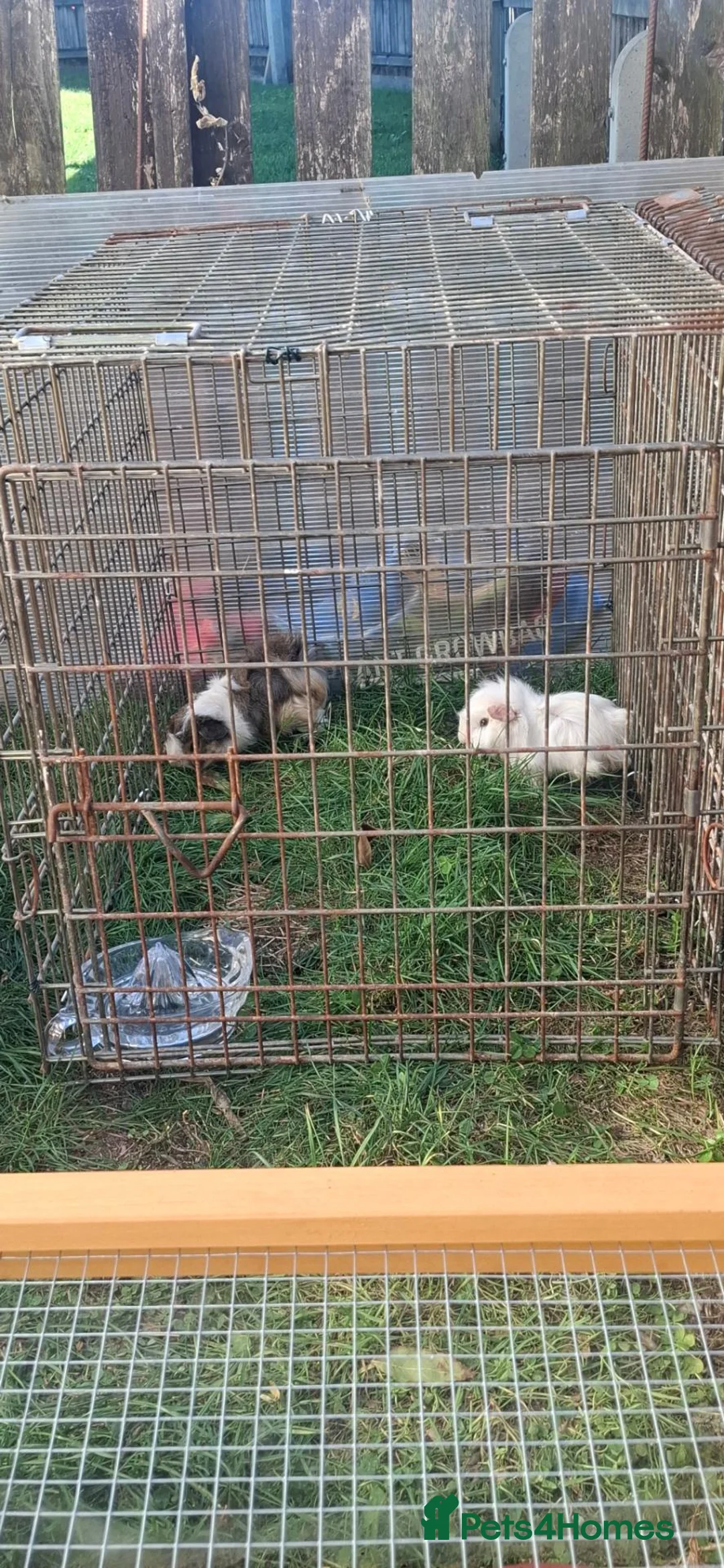Mixed Breed rabbits for sale: Baby guinea pigs  - Advert 2