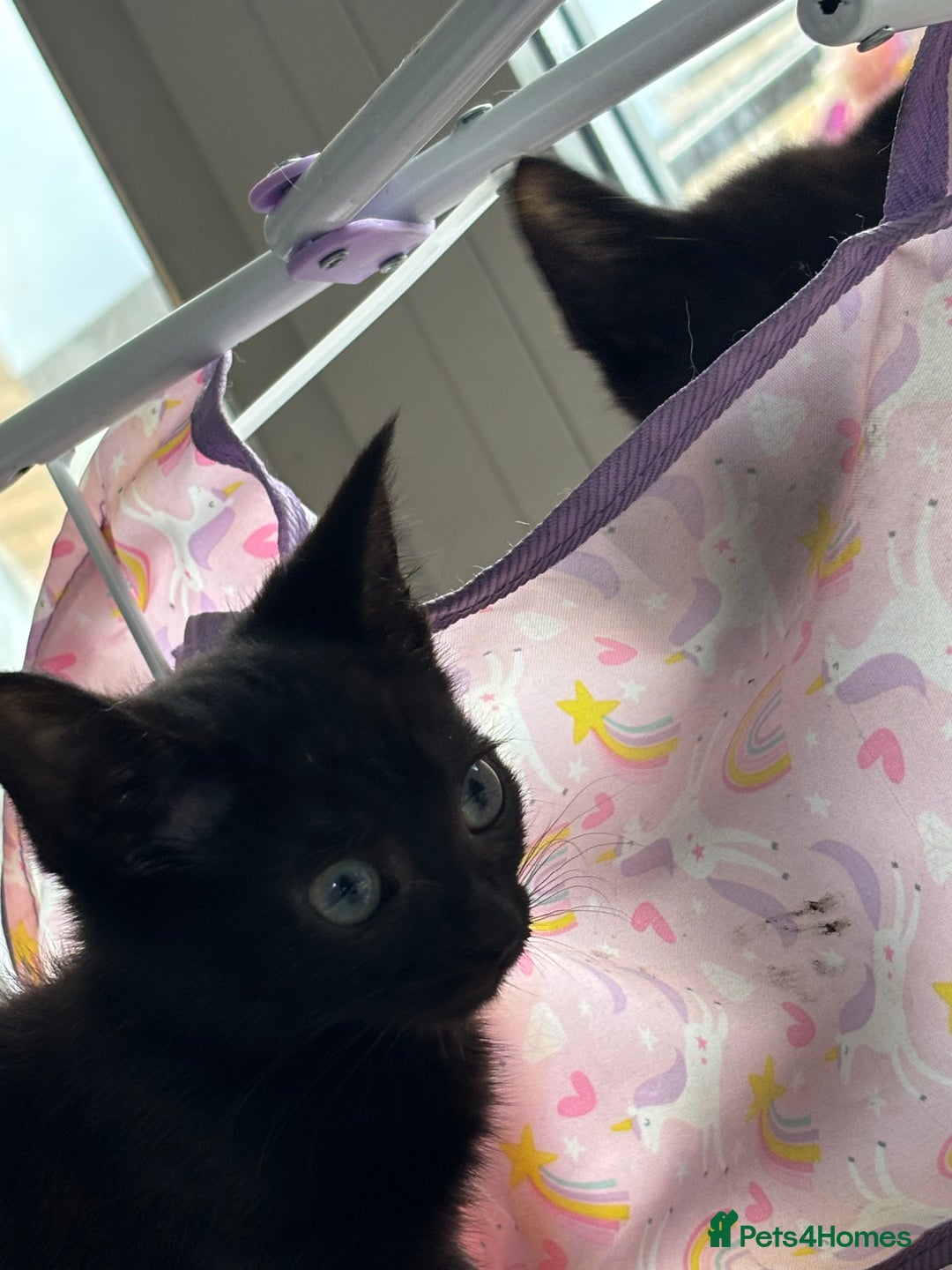 Domestic Shorthair cats for sale: Kittens for sale  - Image 12