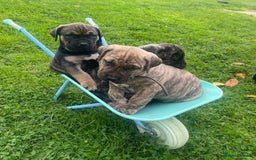 Boerboel dogs for sale: Boerboel puppies - Image 3