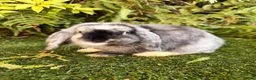 Mini Lop rabbits for sale: Mini lops available  - Advert 2