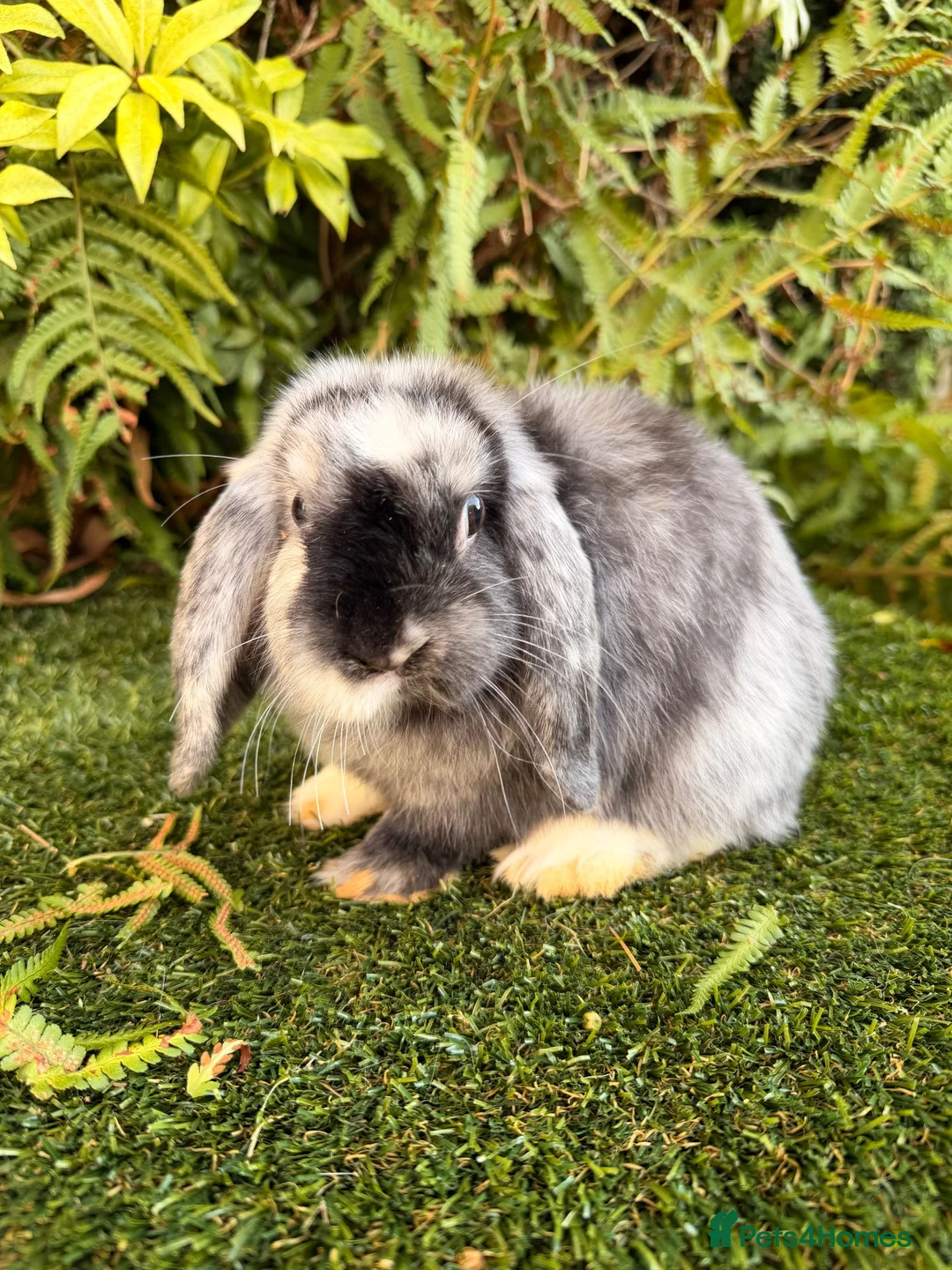 Mini Lop rabbits for sale: Mini lops available  - Advert 2